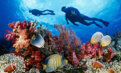 Snorkeling & Diving in Barbados