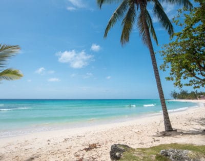 Beach with coconut tree